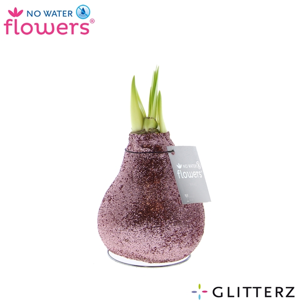 Hippeastrum Wax Glitterz Charm Pink R.W.B