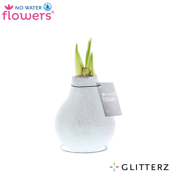 Hippeastrum Wax Glitterz White R.W.B
