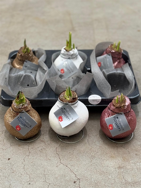 Hippeastrum Wax Glitterz Charm Mixtray R.W.B