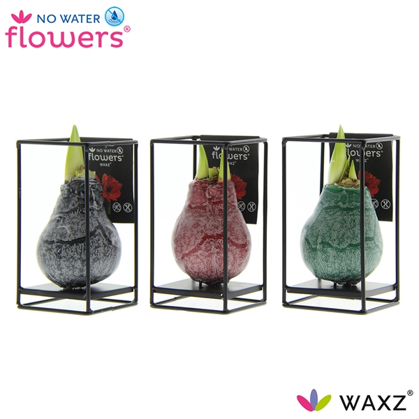 Hippeastrum Wax Formz Industrial Mixtray R.B