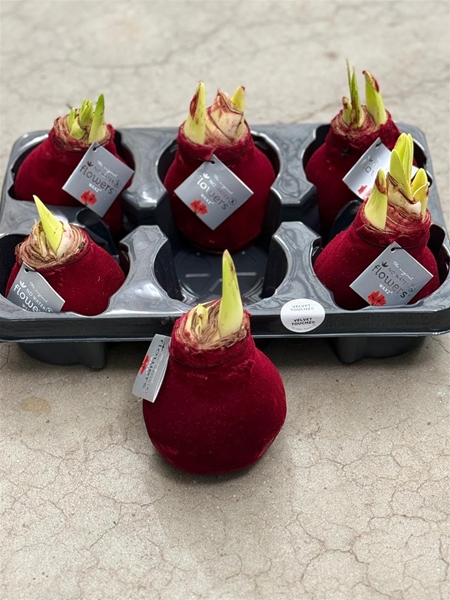 Hippeastrum Wax Velvet Touchz Bordeaux Red R.B