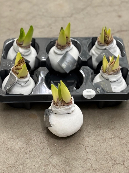 Hippeastrum Wax Velvet Touchz White W.B