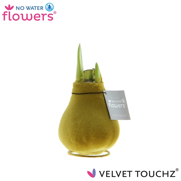 Hippeastrum Wax Velvet Touchz Gold R.B