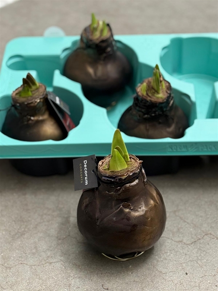Hippeastrum Wax Univerz Deep Black XL R.B