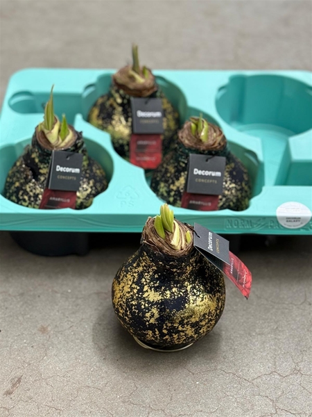 Hippeastrum Wax Galaxy Black XL R.B