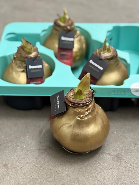 Hippeastrum Wax Luxury Gold XL R.B