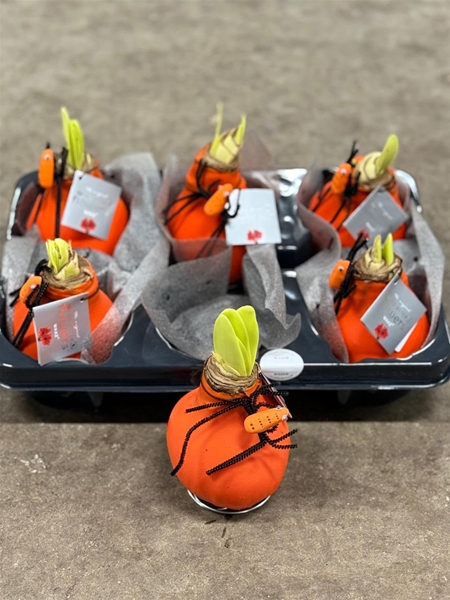 Hippeastrum Wax Halloween Spin R.B