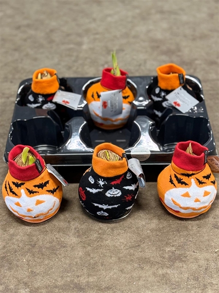 Hippeastrum Wax Happy Sox Halloween Mixtray R.B