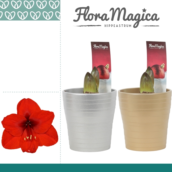 Hippeastrum Arrangement TK114939
