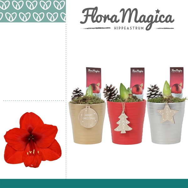 Hippeastrum Arrangement tk114955