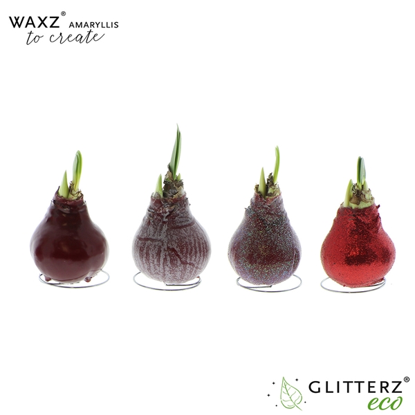Hippeastrum Wax To Create Bordeaux R.B