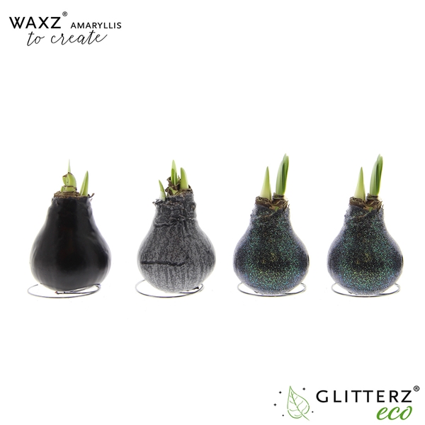 Hippeastrum Wax To Create Black R.B
