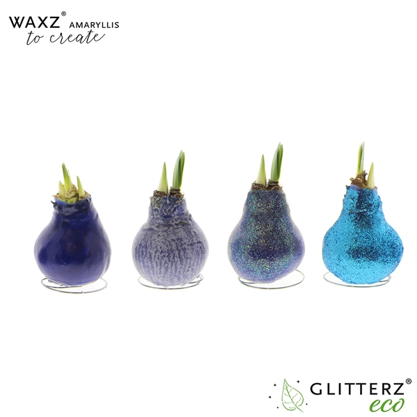 Hippeastrum Wax To Create Blue R.B