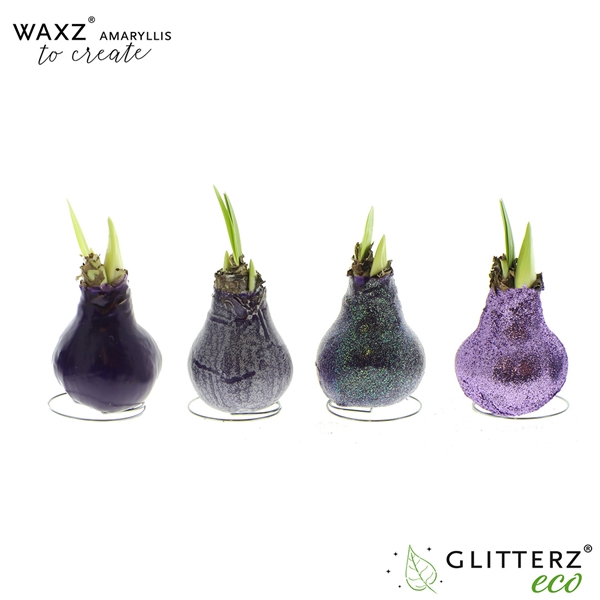 Hippeastrum Wax To Create Purple R.B
