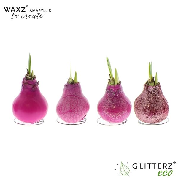 Hippeastrum Wax To Create Pink R.B