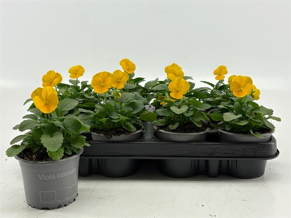 Viola Cornuta Yellow