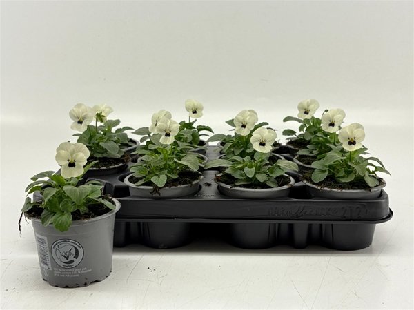 Viola Cornuta White With Blotch