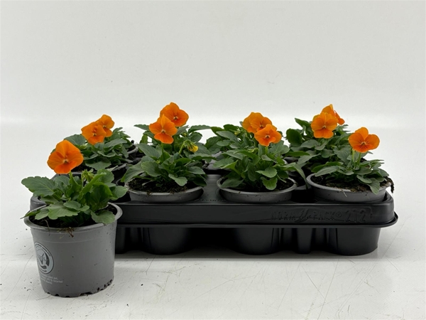 Viola Cornuta Orange