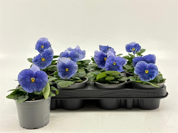 Viola F1 Clear Light Blue