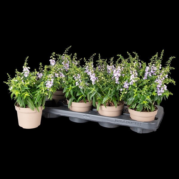 Angelonia Serena Blau
