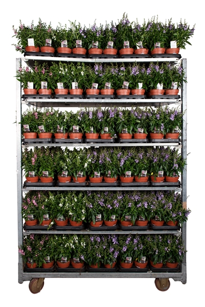 Angelonia Serena Mix CC