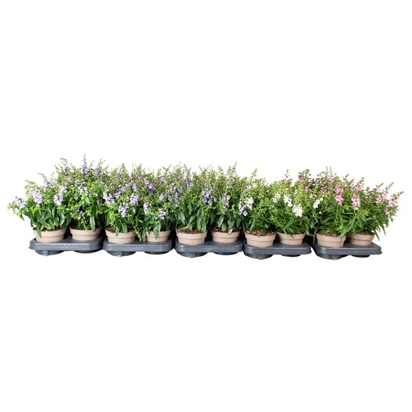 Angelonia Mixlage