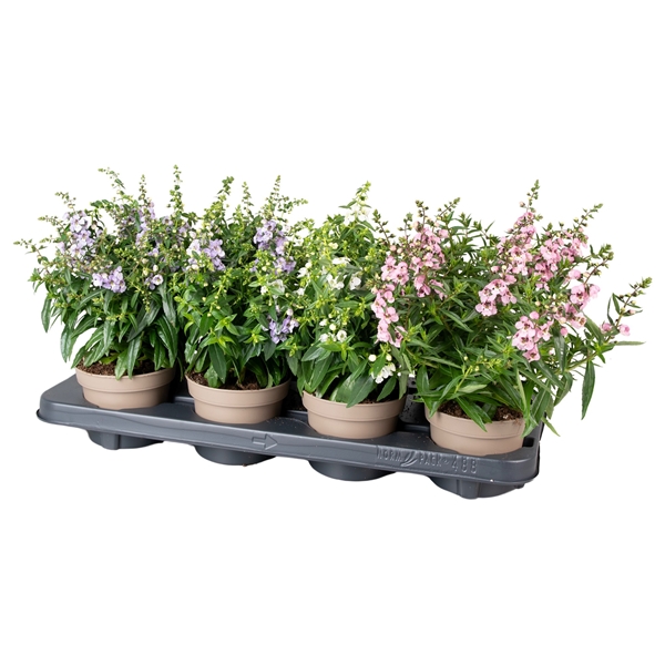Angelonia Serena Mixtray