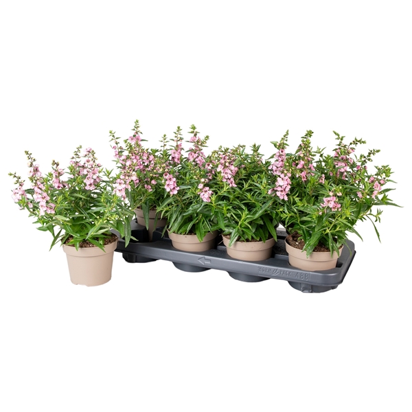 Angelonia Serena Violett