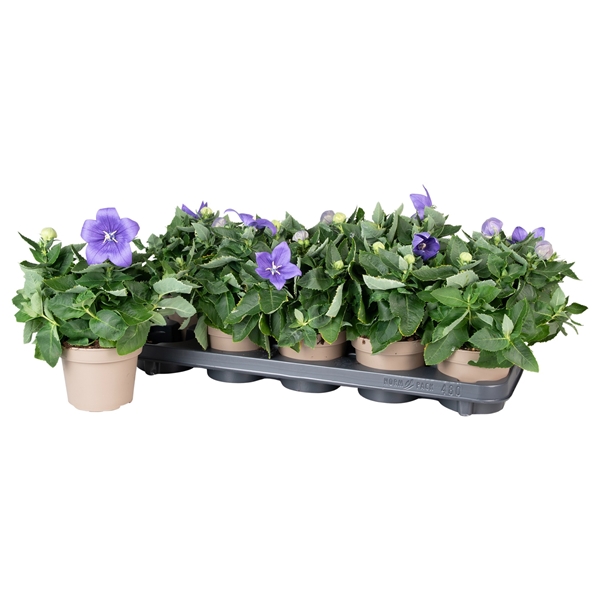 Platycodon Grandifloris Blau