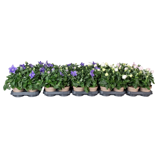 Platycodon Grandiflorus Mixlage