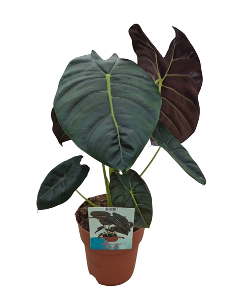 Alocasia Golden Bone 