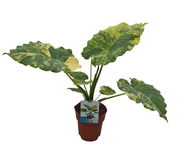 Alocasia Odora Variegata Yellow 