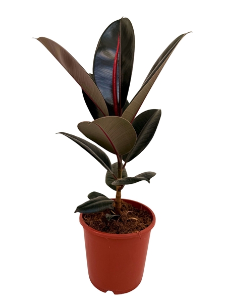 Ficus Elastica Abidjan