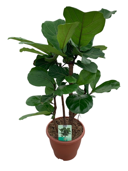 Ficus Lyrata