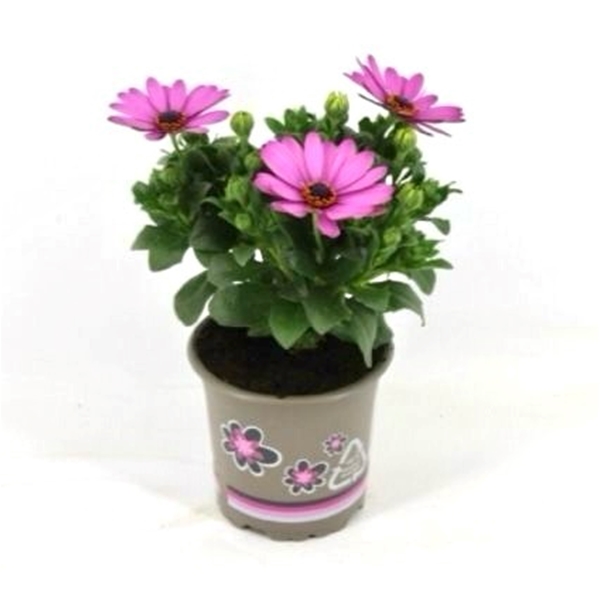 Osteospermum Margarita Lilac
