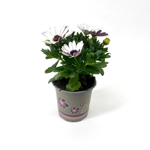 Osteospermum Margarita White