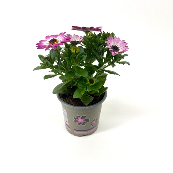 Osteospermum Flowerpower Light Pink