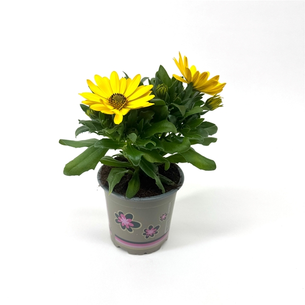 Osteospermum Margarita Yellow 