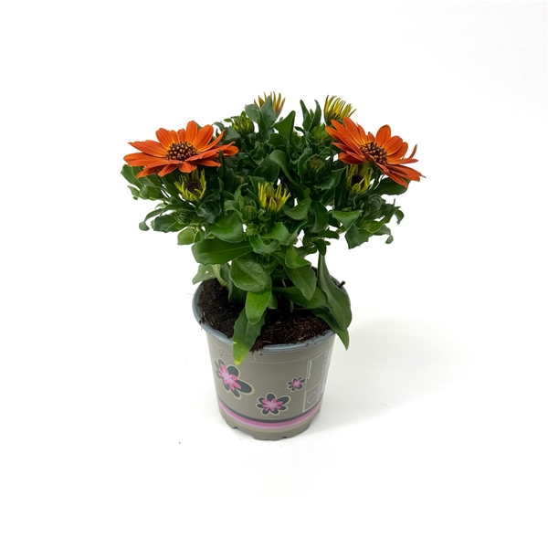 Osteospermum Margarita Orange Flare