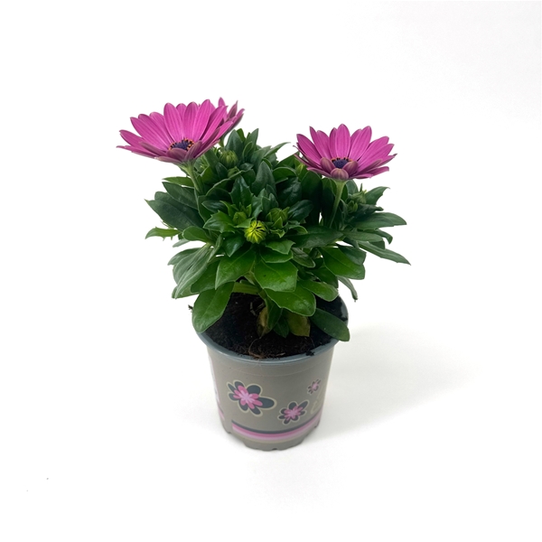 Osteospermum Señorita Davina