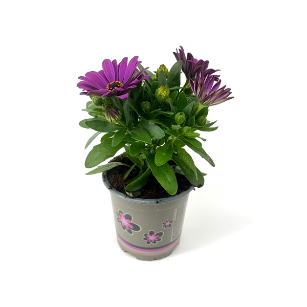 Osteospermum Señorita Carla