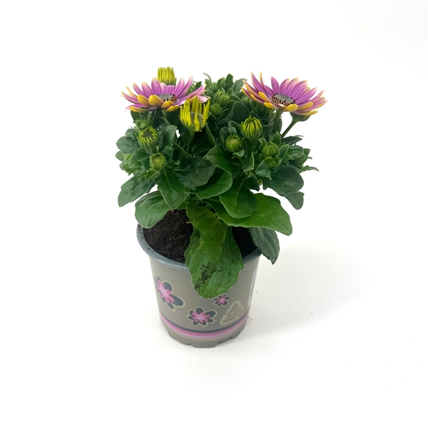 Osteospermum Señorita Rosita