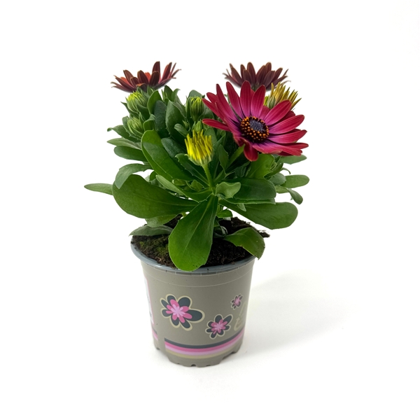 Osteospermum Señorita Andreea