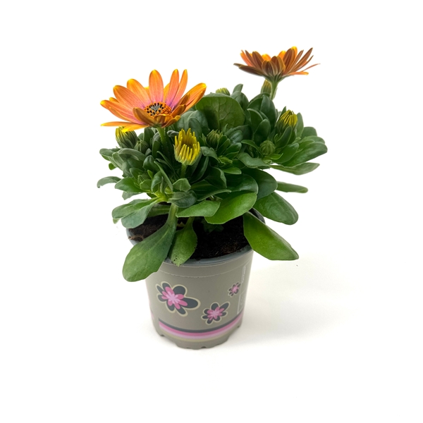 Osteospermum Señorita Bonita