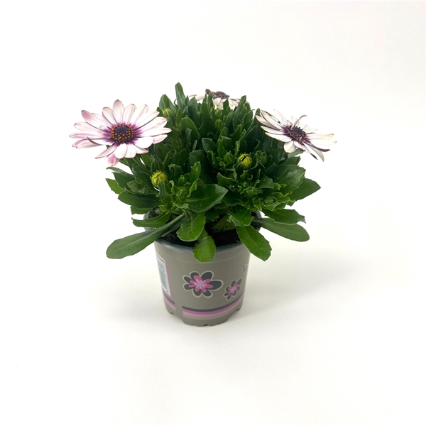 Osteospermum Señorita Quinty