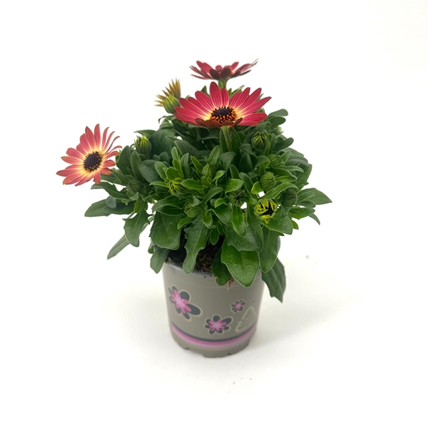 Osteospermum Senorita Sevilla