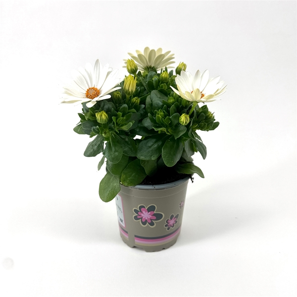 Osteospermum Margarita Cream