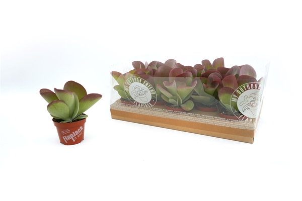 Kalanchoe Thyrsiflora Flapjack
