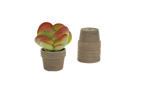 Kalanchoe Thyrsiflora Flapjack Keramik