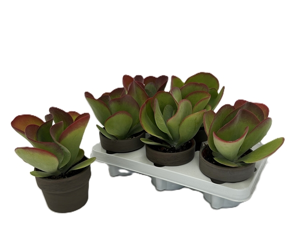 Kalanchoe Thyrsiflora Flapjack Keramik